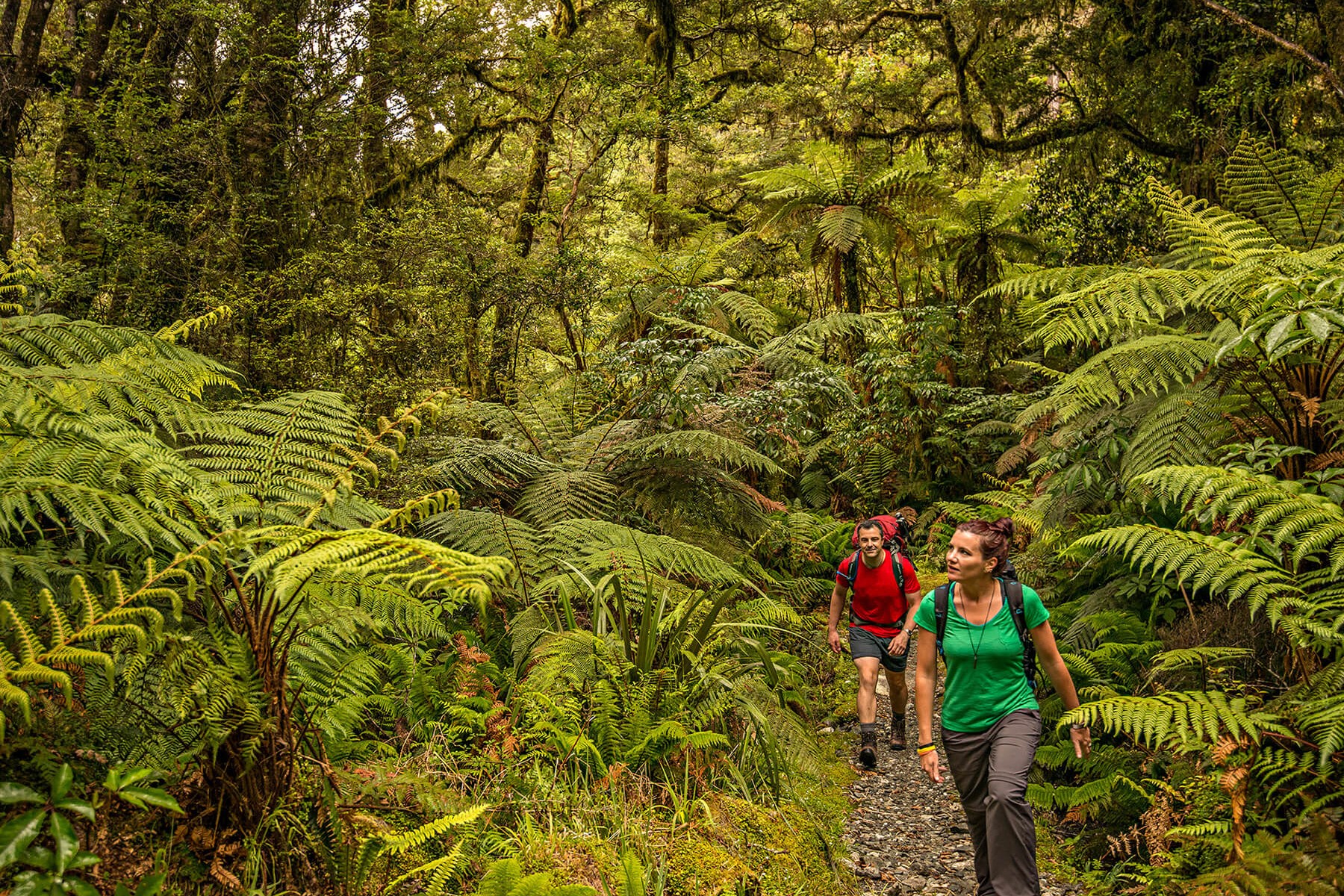 Arthur valley - Milford Track guided walk
