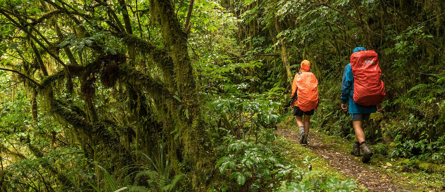 Walking in the rain on the Milford Track guided walk