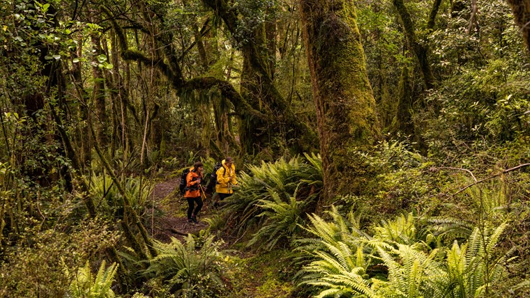 luxury hiking tour new zealand